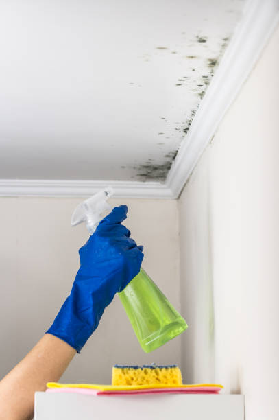 Best Black Mold Remediation in Buchanan, MI